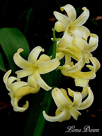 [Hyacinth_Yellow%255B7%255D.jpg]