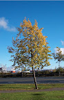 Tree in autumn Tree in autumn