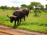 South Africa - 061.JPG