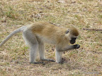 Manyara Nationalpark