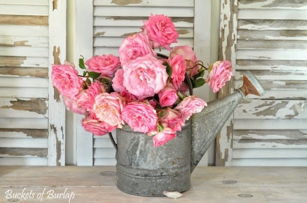 [Pink%2520roses%25202%255B4%255D.jpg]