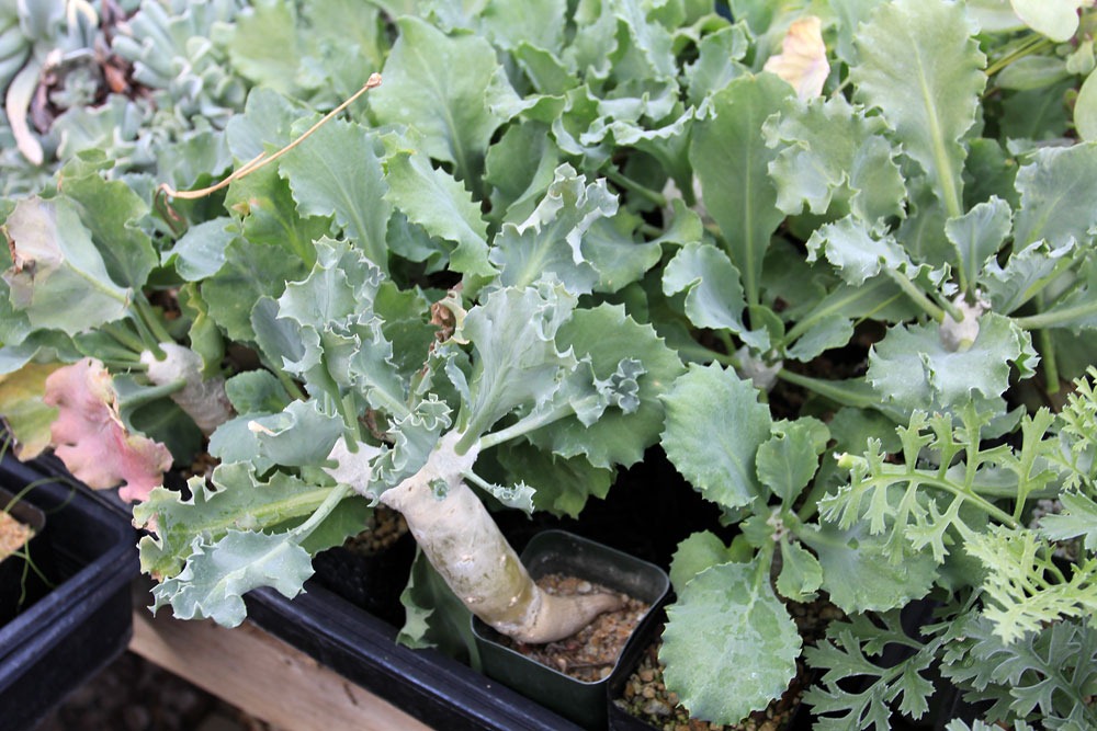 [130202_UCDavis_Othonna-cyclophylla_01%255B5%255D.jpg]
