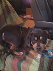 I told him about the kind donation that Tim Youd of Margo's Bark Root Beer (margosbark.com) made to cover his temporary boarding. After 98 pounds of me lifted 52 pounds of Georgie into the car, off we went!
