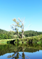 DSC04946.JPG Photo