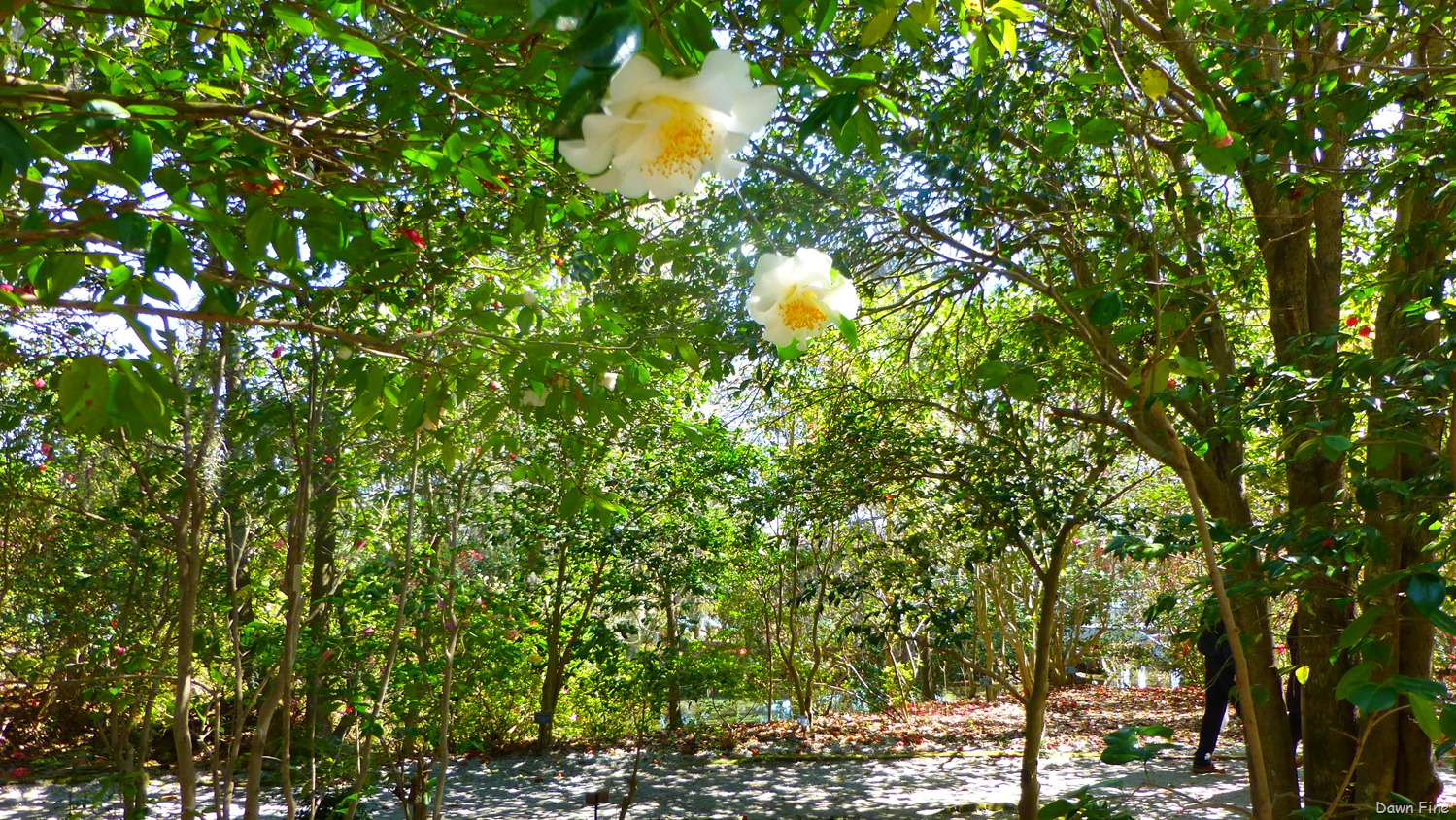 [Magnolia%2520Plantation_165%255B4%255D.jpg]