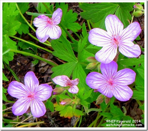 IMG_6959 StickyGeranium IMG_6959 StickyGeranium