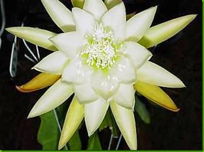 Epi Waterlily Epi Waterlily
