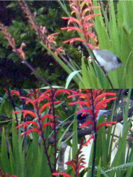 2012_02050000_sylvia atricapilla.jpg