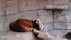 denver_zoo