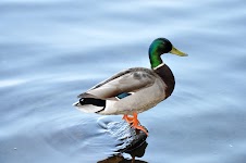 DSC_0181_new.jpg