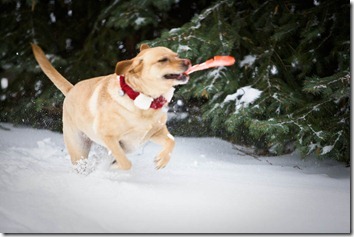 Millie Xmas 2008_frisbee