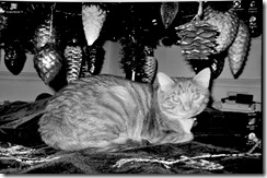 Content kitty holiday screen saver in Programming. Content kitty holiday screen saver in Programming.