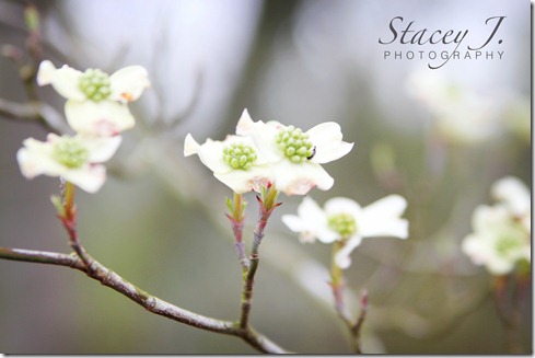 Dogwood 003