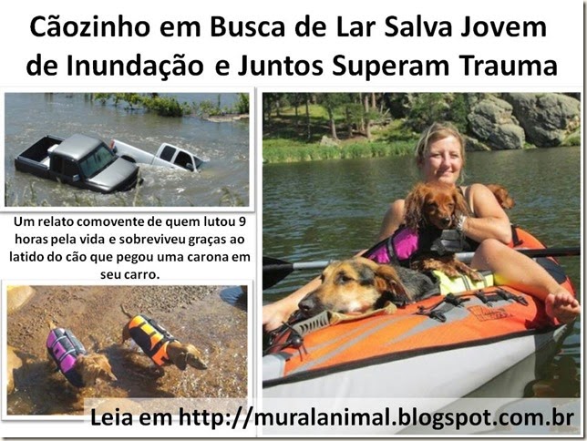 Cãozinho em Busca de Lar Salva Jovem