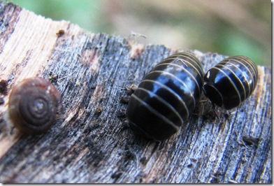 20130415 pill millipedes