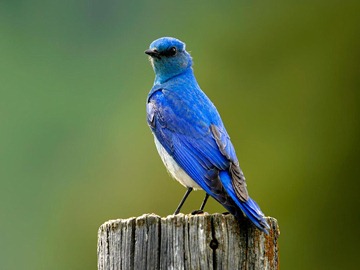 1215094557_1024x768_blue-bird