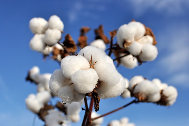 [new%2520farm%2520cotton%25202012%2520%252815%2529%255B3%255D.jpg]