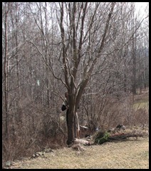 Sacred Tree