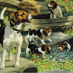 1024-beagle-8.jpg