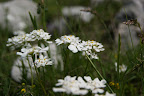 DSC03260.JPG