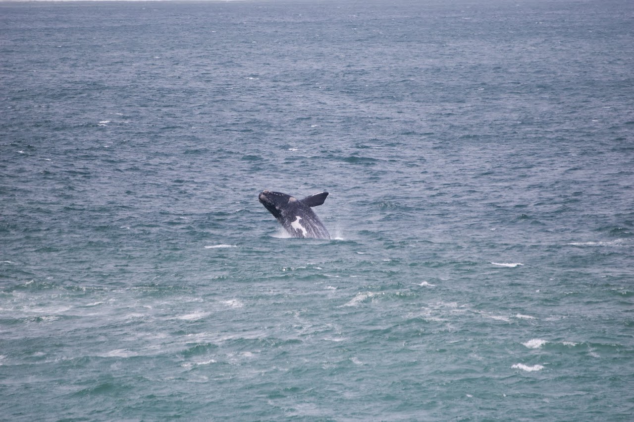 Whale breaching in Hermanus