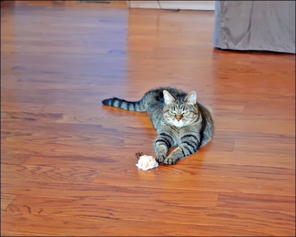 martin with his squeaky squirrel