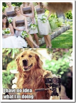 dog dog