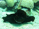 Sea Hare on the Mary