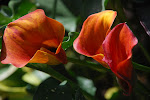 DSC_8536.jpg