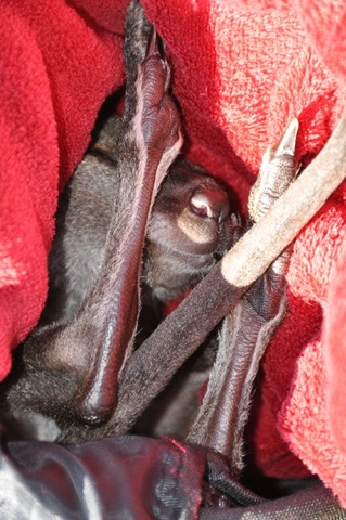 [HC%2520in%2520backpack%2520pouch%2520upside%2520down%2520%2526%2520asleep%2520DSC_0276%255B8%255D.jpg]