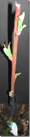 Nectarine graft budding on a parent peach tree