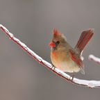 Birds on Ice II
