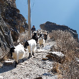 Tiger Leaping Gorges - more goats !
