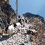 Tiger Leaping Gorges - more goats !