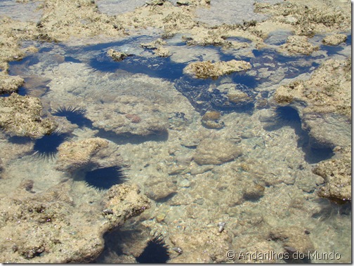 Ouriços-do-Mar Praia do Patacho Recifes de Coral Alagoas Brasil Rota Ecológica