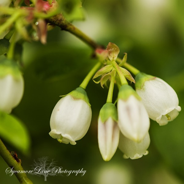 SycamoreLane Photography-blueberry blossoms
