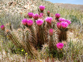 Blooming HedgeHog in the north fork of Indian Valley