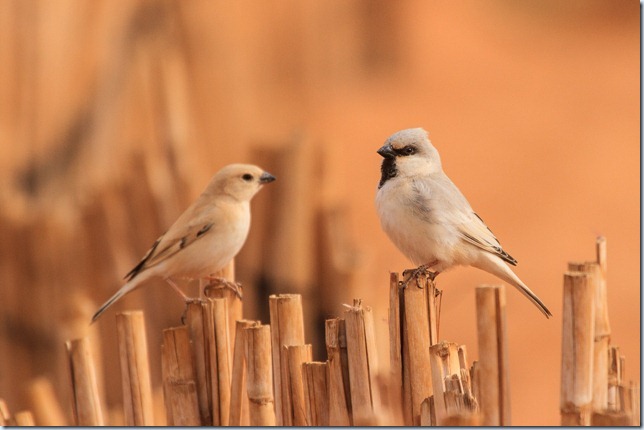 desert_sparrow-1