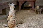meerkat.jpg