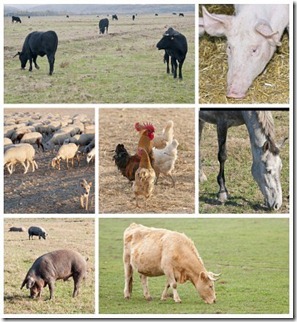 11321862-pictures-of-different-types-of-livestock-cows-horses-pigs-and-sheep