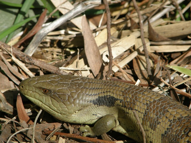 [slow%2520lizard%2520004%255B3%255D.jpg]