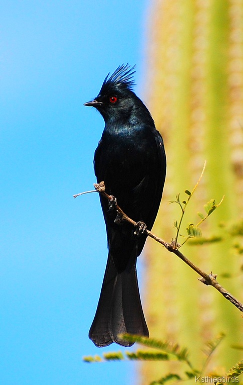 11. phainopepla-kab