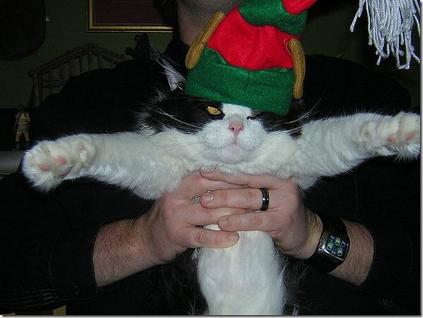 Gatos odeiam o natal (8)