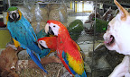 These macaws were almost too bright to look at, and besides, they did not want to play.