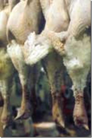 dead turkeys