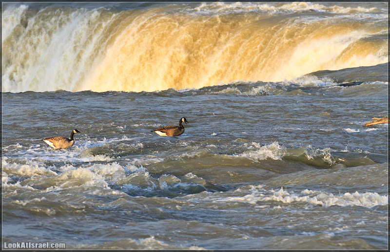 Америка 2.0 / Ниагарский водопад (foto america  фото моря и океаны водопады видео  20111017 usa niagara falls 054 8768)