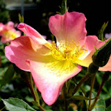 DSCF7451.jpg