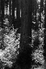 The-Trees-10