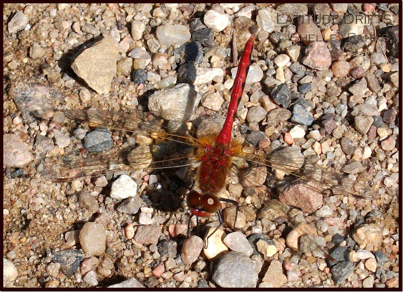 Roadside red dragonfly - photo by Shelley Banks