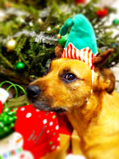 Brian and Kathleen W. have Maggie, their elf like rescue.
